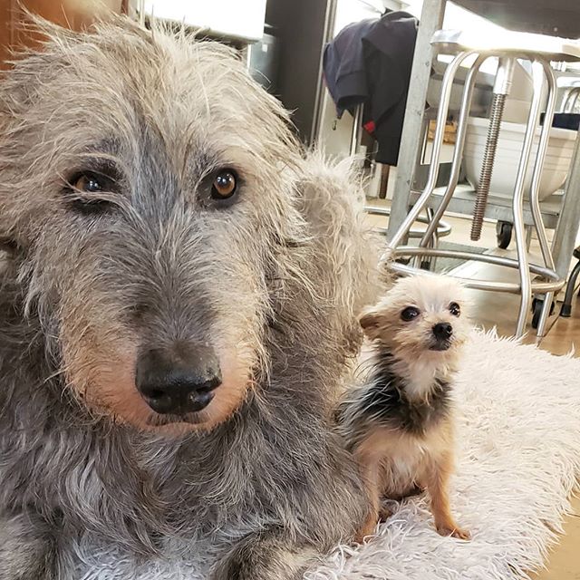 76927281_2494478864132132_6335119606829647988_n